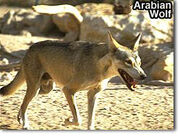 Arabianwolf