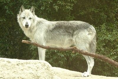 Mackenzie tundra wolf