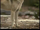 Eastern Timber wolves