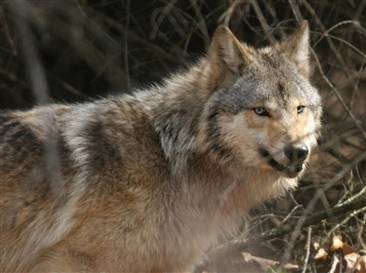 070126 grayWolf hmed 6p hmedium