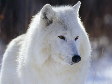 Baffin island wolf sales