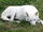Vancouver Island wolves
