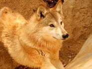 Tibetan wolf