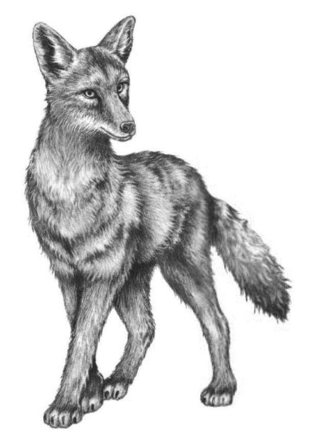 James Bridger | Woodwalkers Wiki | Fandom