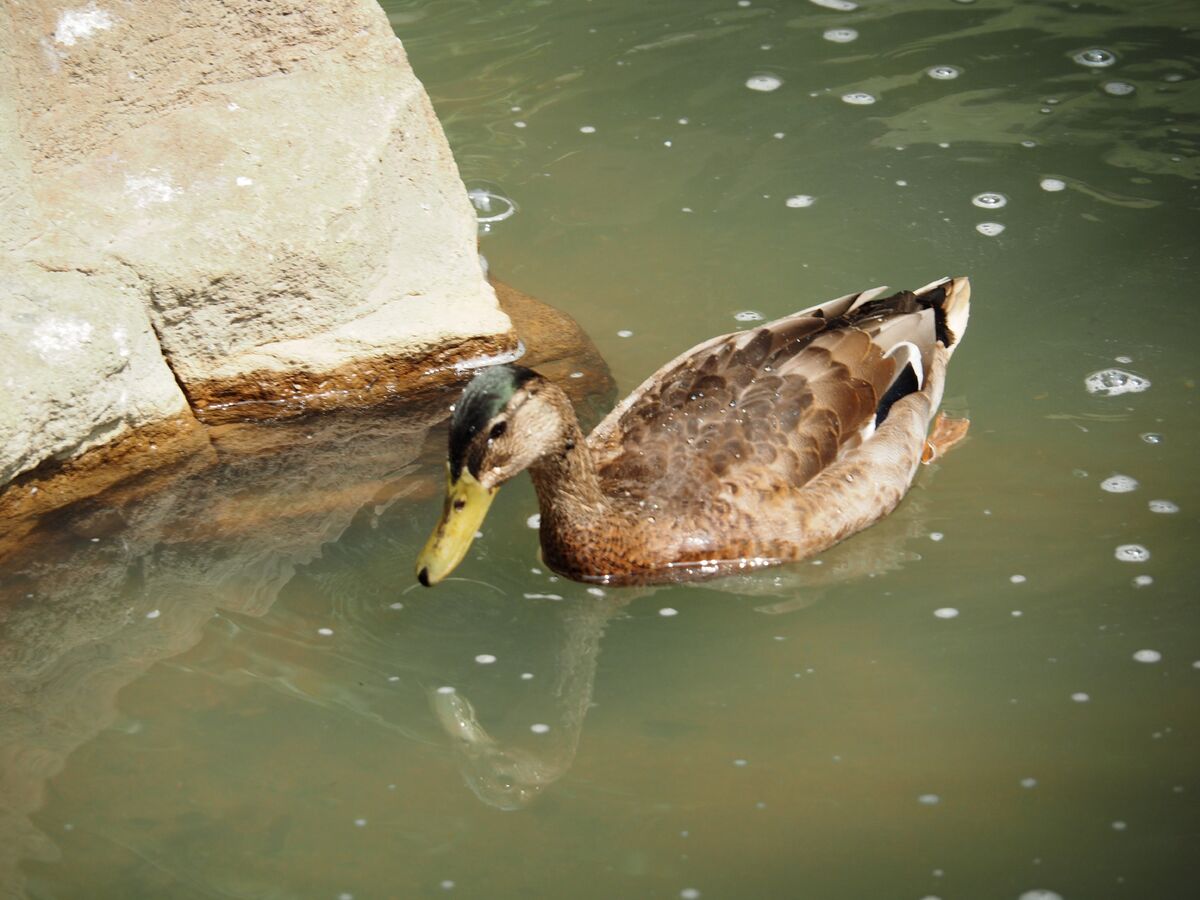 Duck | WikiWords | Fandom