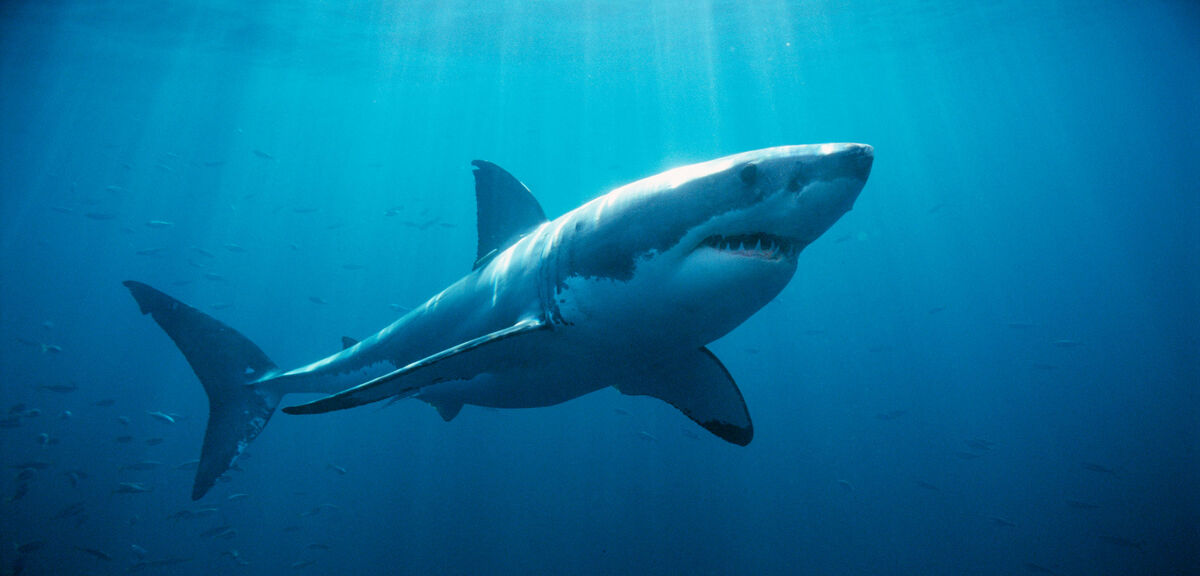 Great White Shark | WikiWords | Fandom