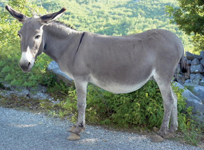 Donkey | World of the Creatures Wiki | Fandom