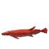 Red Dragon Fish