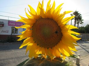 Girasol 1161.jpg