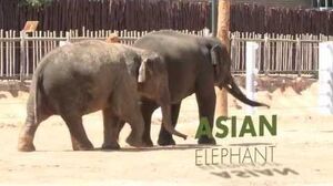 All_About_Asian_Elephants!