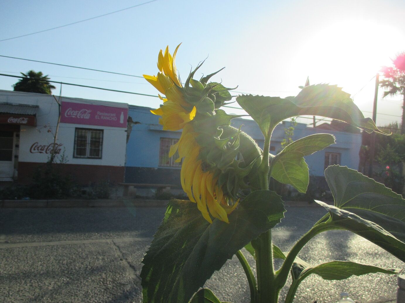 Common sunflower G 1162.jpg