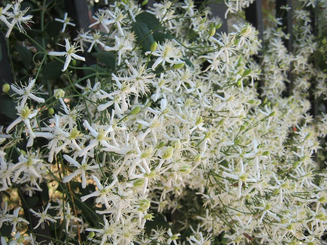 Apocynaceae | Worldpedia Wiki | Fandom