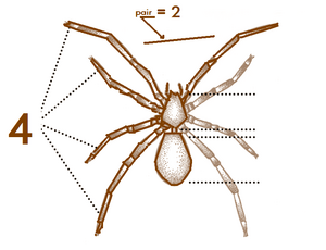 Ana Spider-characteristics