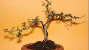 Sophora prostrata little baby bonsai