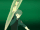 New op suzunari.gif