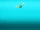 TamakomaFirstOP2.gif