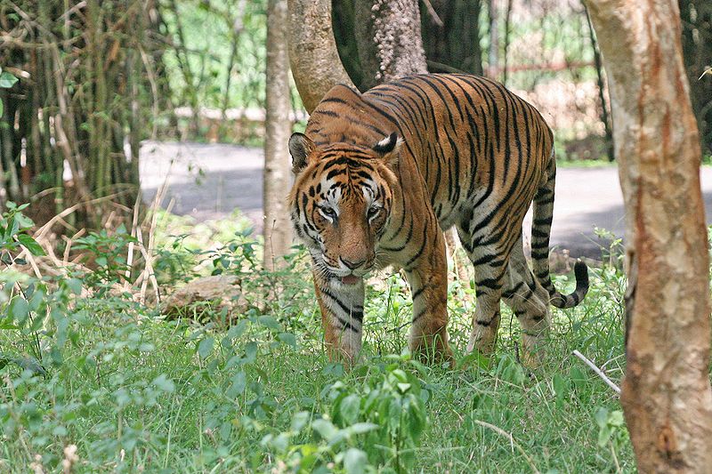 Bengal tiger - Wikipedia