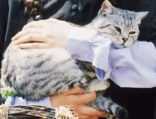 Millie tabby.jpg