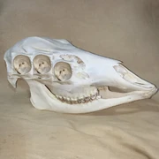 SixEyedDoeMockupSkull