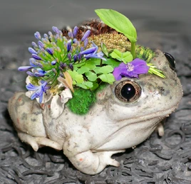 Toad