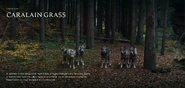 103 Carlain Grass Wolves Still.png (3.32 MB) Caralain Grass