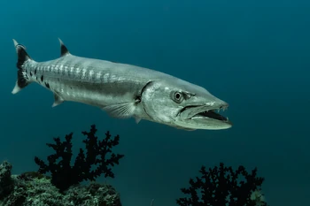 The silverpike is likely based on the barracuda