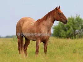 77BDE317-DEAE-4387-9504-717B098E544F