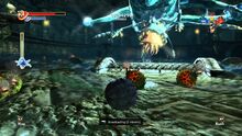 Corallis.jpg