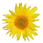 Tournesol.png