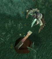 Sparrowhawk digging up a &nbsp;