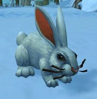 Image of Alpine Hare