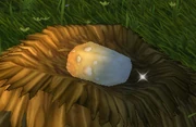 Pristine Crane Egg