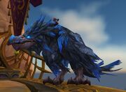 Reshad riding Ka'alu