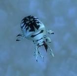 Image of Crystal Beetle