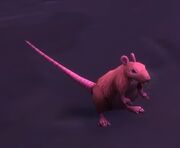 Rat