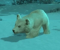 Image of Arctic Grizzly Cub