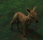 Lowlands Fawn