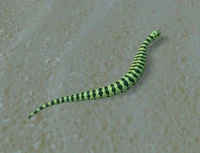 Image of Rattlesnake