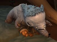 Image of Kuo