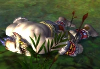 Image of Chag the Noseless