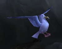 Image of Cove Gull