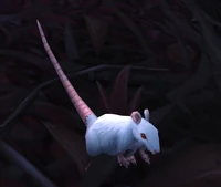 Image of Curious Rat
