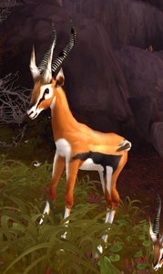 Image of Ringhorn Strider