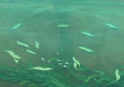 Thousandbite Pirahna Swarm.
