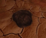 Buried Seed.