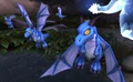 Azurewing Whelplings.