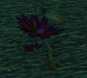 Flower of Reflection