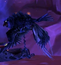 Image of Male Kaliri Hatchling