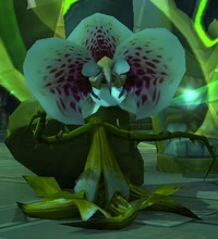 Image of Bloodpetal Blossom