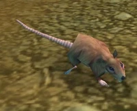 Image of Dig Rat
